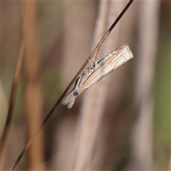 Culladia cuneiferellus (Crambinae moth) at Murrumbateman, NSW - 17 Mar 2025 by ConBoekel