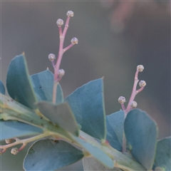 Acacia pravissima (Wedge-leaved Wattle, Ovens Wattle) at Murrumbateman, NSW - 17 Mar 2025 by ConBoekel