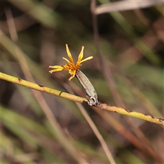Chondrilla juncea (Skeleton Weed) at Murrumbateman, NSW - 17 Mar 2025 by ConBoekel