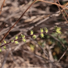 Acaena x ovina (Sheep's Burr) at Murrumbateman, NSW - 17 Mar 2025 by ConBoekel