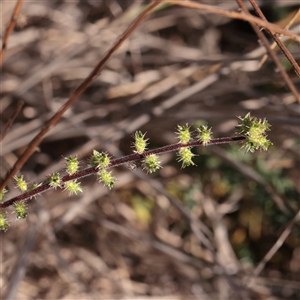 Acaena x ovina at Murrumbateman, NSW - 17 Mar 2025 by ConBoekel