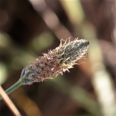 Plantago lanceolata (Ribwort Plantain, Lamb's Tongues) at Murrumbateman, NSW - 17 Mar 2025 by ConBoekel