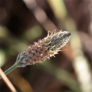 Plantago lanceolata (Ribwort Plantain, Lamb's Tongues) at Murrumbateman, NSW - 17 Mar 2025 by ConBoekel