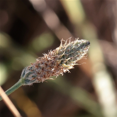 Plantago lanceolata (Ribwort Plantain, Lamb's Tongues) at Murrumbateman, NSW - 17 Mar 2025 by ConBoekel