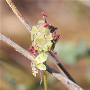 Sanguisorba minor (Salad Burnet, Sheep's Burnet) at Murrumbateman, NSW - 17 Mar 2025 by ConBoekel