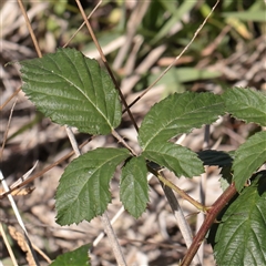 Rubus sp. (Blackberry) at Murrumbateman, NSW - 17 Mar 2025 by ConBoekel
