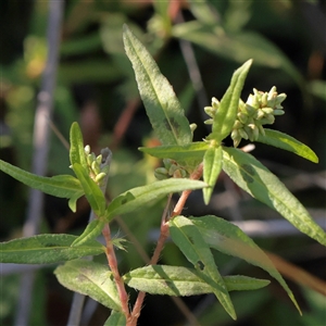 Persicaria prostrata (Creeping Knotweed) at Murrumbateman, NSW - 17 Mar 2025 by ConBoekel