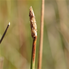 Eleocharis acuta (Common Spike-rush) at Murrumbateman, NSW - 17 Mar 2025 by ConBoekel