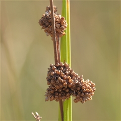 Juncus australis (Australian Rush) at Murrumbateman, NSW - 17 Mar 2025 by ConBoekel