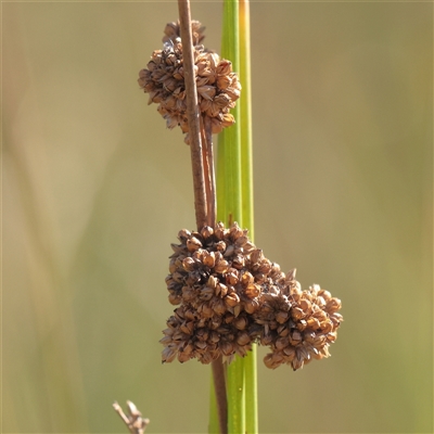 Juncus australis (Australian Rush) at Murrumbateman, NSW - 17 Mar 2025 by ConBoekel