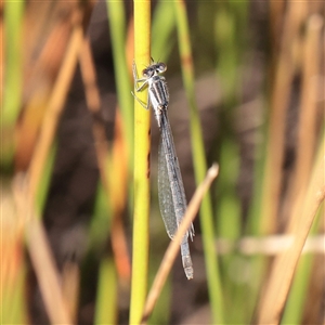 Ischnura heterosticta (Common Bluetail Damselfly) at Murrumbateman, NSW - 17 Mar 2025 by ConBoekel