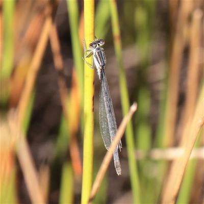 Ischnura heterosticta (Common Bluetail Damselfly) at Murrumbateman, NSW - 17 Mar 2025 by ConBoekel