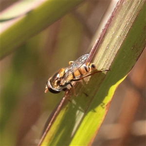 Unverified Hover fly (Syrphidae) at Murrumbateman, NSW - 17 Mar 2025 by ConBoekel
