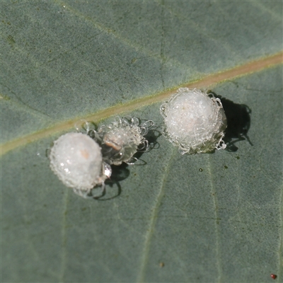 Glycaspis sp. (genus) (Unidentified sugary lerp) at Murrumbateman, NSW - 17 Mar 2025 by ConBoekel