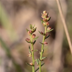 Haloragis heterophylla (Variable Raspwort) at Murrumbateman, NSW - 17 Mar 2025 by ConBoekel