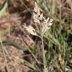 Holcus lanatus (Yorkshire Fog) at Murrumbateman, NSW - 17 Mar 2025 by ConBoekel