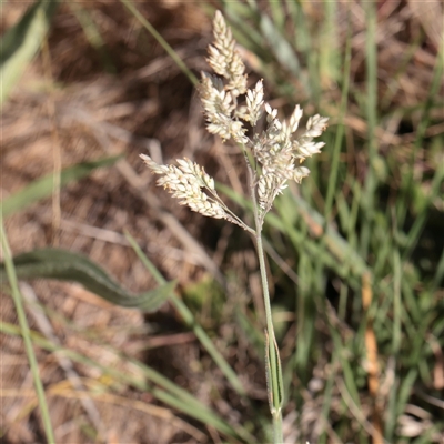 Holcus lanatus (Yorkshire Fog) at Murrumbateman, NSW - 17 Mar 2025 by ConBoekel