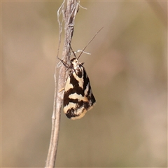 Epithymema incomposita (Chezela group) at Murrumbateman, NSW - 17 Mar 2025 by ConBoekel