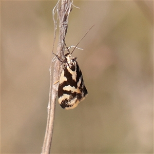 Unverified Moth (Lepidoptera) at Murrumbateman, NSW - 17 Mar 2025 by ConBoekel