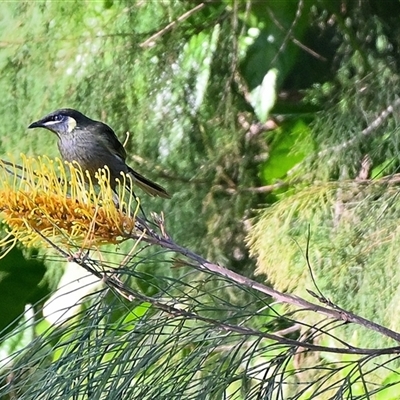 Meliphaga lewinii (Lewin's Honeyeater) at Thirlmere, NSW - 22 Jun 2025 by Freebird
