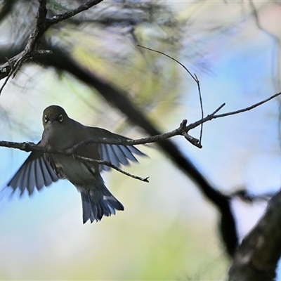 Zosterops lateralis (Silvereye) at Thirlmere, NSW - 22 Jun 2025 by Freebird