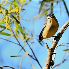 Pardalotus punctatus (Spotted Pardalote) at Thirlmere, NSW - 22 Jun 2025 by Freebird