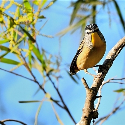 Pardalotus punctatus (Spotted Pardalote) at Thirlmere, NSW - 22 Jun 2025 by Freebird
