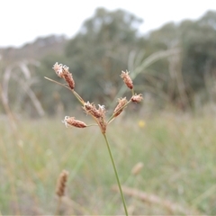 Fimbristylis dichotoma (A Sedge) at Theodore, ACT - 23 Jan 2025 by MichaelBedingfield