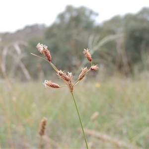 Fimbristylis dichotoma (A Sedge) at Theodore, ACT - 23 Jan 2025 by MichaelBedingfield