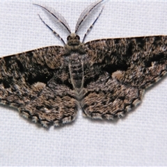 Unplaced externaria (Mahogany Bark Moth) at Bloomsbury, QLD - 19 Oct 2008 by PJH123