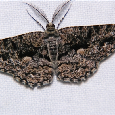 Unplaced externaria (Mahogany Bark Moth) at Bloomsbury, QLD - 19 Oct 2008 by PJH123
