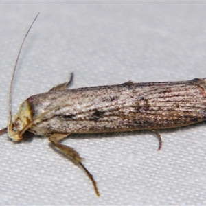 Thymiatris cephalochra (A Gelechioid moth (Xyloryctidae)) at Bloomsbury, QLD - 19 Oct 2008 by PJH123