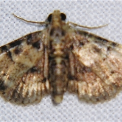 Unverified Pyralid or Snout Moth (Pyralidae & Crambidae) at Bloomsbury, QLD - 19 Oct 2008 by PJH123