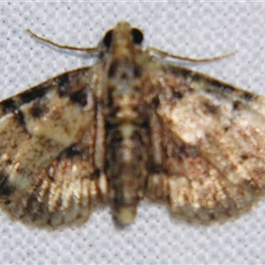 Unverified Pyralid or Snout Moth (Pyralidae & Crambidae) at Bloomsbury, QLD - 19 Oct 2008 by PJH123