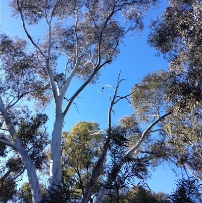 Callocephalon fimbriatum (Gang-gang Cockatoo) at Mawson, ACT - 20 Jun 2025 by shube