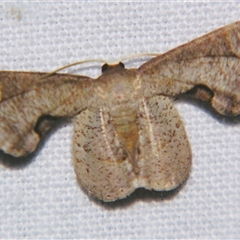 Balantiucha cyclocrossa (An Uraniid moth (Eplipleminae)) at Bloomsbury, QLD - 19 Oct 2008 by PJH123