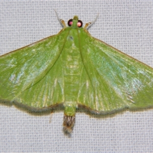 Parotis (genus) (A Crambid moth (Spilomelinae)) at Bloomsbury, QLD - 19 Oct 2008 by PJH123