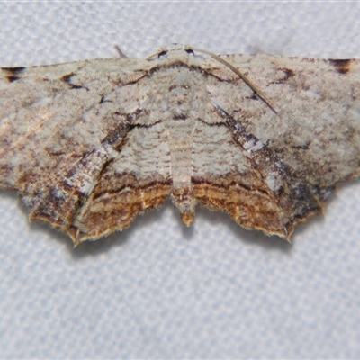 Epiplema coeruleotincta (A Swallowtail moth (Epipleminae) at Bloomsbury, QLD - 19 Oct 2008 by PJH123