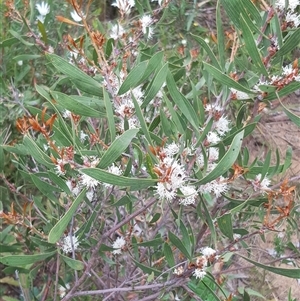 Hakea dactyloides at Bargo, NSW - 27 Nov 2022 02:10 PM