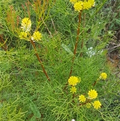 Petrophile pedunculata (Conesticks) at Bargo, NSW - 27 Nov 2022 by Snows