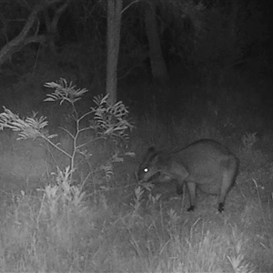 Wallabia bicolor (Swamp Wallaby) at Bargo, NSW - 16 Nov 2022 by Snows