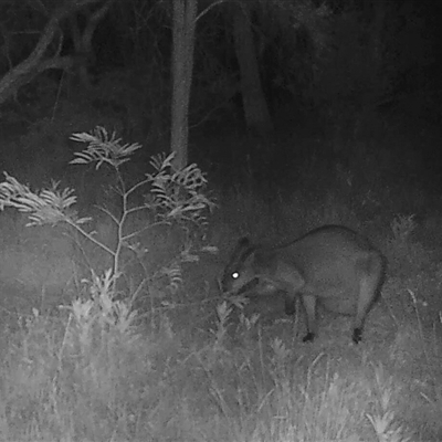 Wallabia bicolor (Swamp Wallaby) at Bargo, NSW - 16 Nov 2022 by Snows