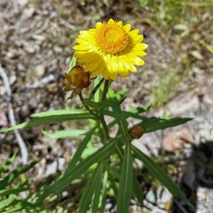 Xerochrysum bracteatum (Golden Everlasting) at Bargo, NSW - 15 Oct 2022 by Snows