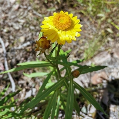 Xerochrysum bracteatum (Golden Everlasting) at Bargo, NSW - 15 Oct 2022 by Snows