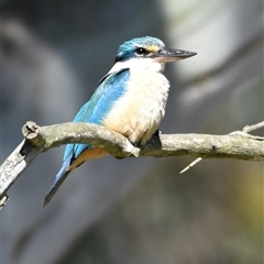 Todiramphus sanctus (Sacred Kingfisher) at Bargo, NSW - 14 Nov 2022 by Snows