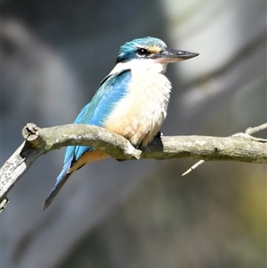 Todiramphus sanctus (Sacred Kingfisher) at Bargo, NSW - 14 Nov 2022 by Snows