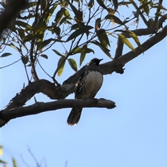 Cinclosoma punctatum (Spotted Quail-thrush) at Bargo, NSW - 11 Nov 2022 by Snows