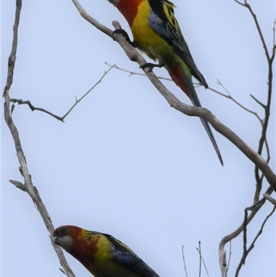 Platycercus eximius (Eastern Rosella) at Bargo, NSW - 22 Oct 2022 by Snows
