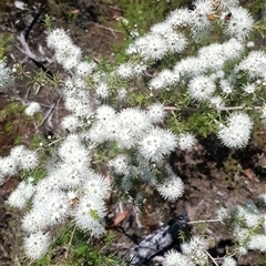 Kunzea ambigua (White Kunzea) at Bargo, NSW - 19 Nov 2022 by Snows