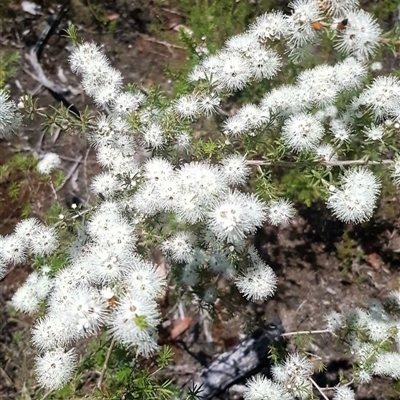 Kunzea ambigua (White Kunzea) at Bargo, NSW - 19 Nov 2022 by Snows